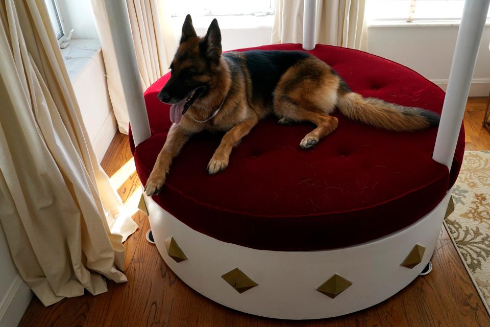 German Shepherd Gunther VI sits on a lavish round, red velvet bed overlooking Biscayne Bay in the house formally owned by pop star Madonna