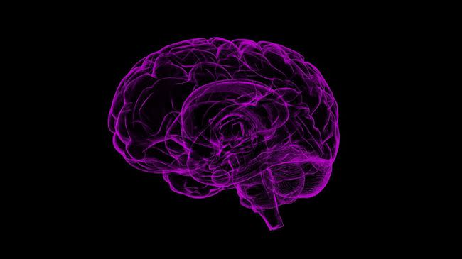 研究發現大腦和睪丸共享多達一萬種蛋白質，結構上相似度高達92%，相當於男性有兩顆腦。（圖／翻攝自pixabay）