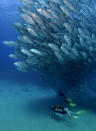 PIC BY OCTAVIO ABURTO / CATERS NEWS - (PICTURED Divers swim beneath the spawning fish) - Smile - its the school photo! This is the hilarious moment a marine photographer managed to capture hundreds of wide-eyed fish apparently posing for a picture. Californian photographer and conservationist Octavio Aburto had spent years photographing the school in Cabo Pulmo National Park, Mexico - and had been trying to capture this exact shot for three years. The Bigeye travellies fish gather in their thousands in the oceans during courtship.