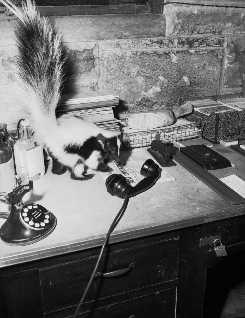 Oct. 8, 1946: “Pokey,” an unusual almost-white skunk is pictured here. Pokey is shown on Forest Park Zoo director Hamilton Hittson’s desk contemplating the mystery of the telephone. The pet was given to the zoo by Mr. and Mrs. Robert C. Humphrey of Dallas.