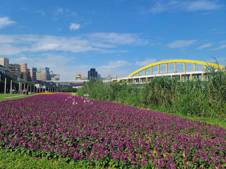 成美左岸河濱公園一串紫盛開(圖片來源：台北市政府工務局水利工程處)