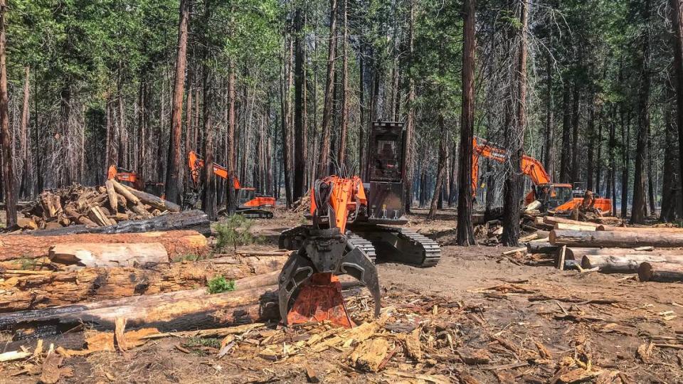 Logging machinery cutting down trees in Yosemite Valley, June 2022.