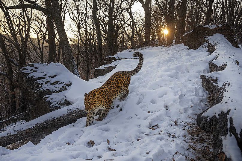 Fotógrafo: Sergey Gorshkov/2023 Nature inFocus Photography Awards