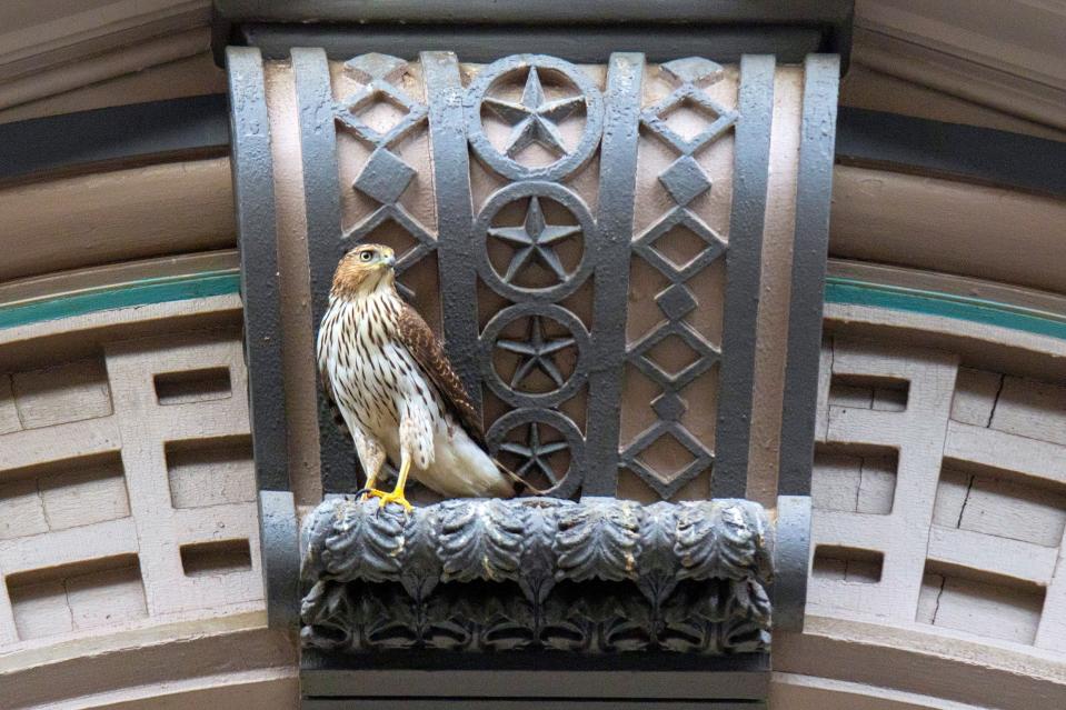 A Cooper's hawk alights on The Arcade in downtown Providence, Rhode Island.