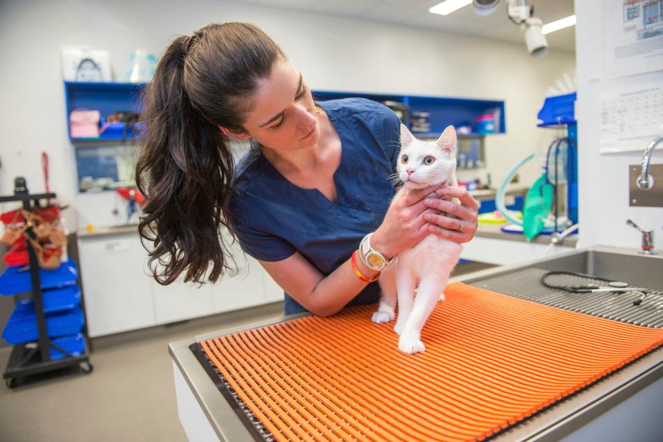A vet examines a white cat