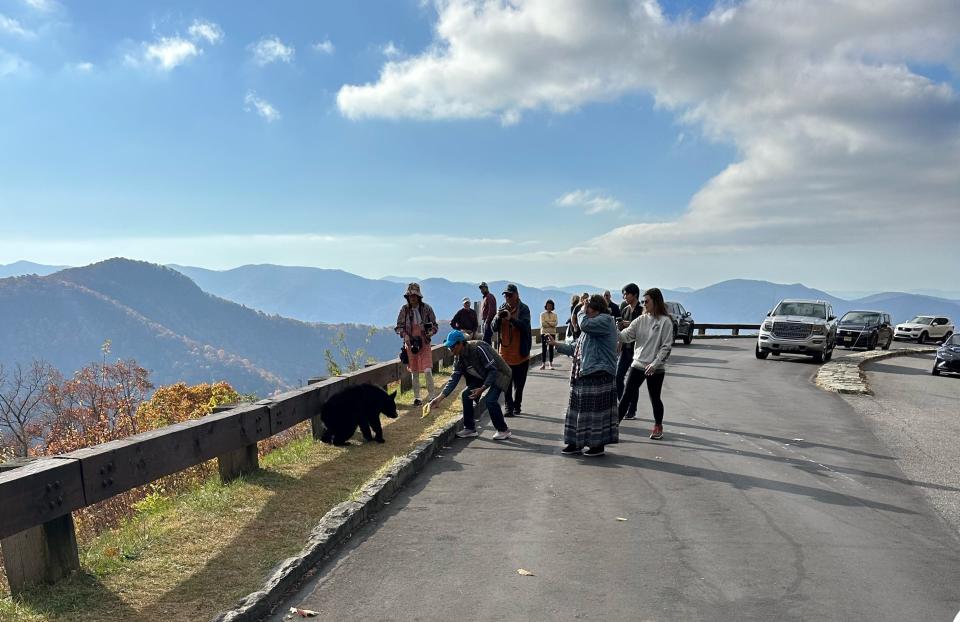 One Blue Ridge Parkway visitor reaches inches from a bear sitting at Lane Pinnacle Outlook to drop an object in front of it on Oct. 29, according to an eyewitness.