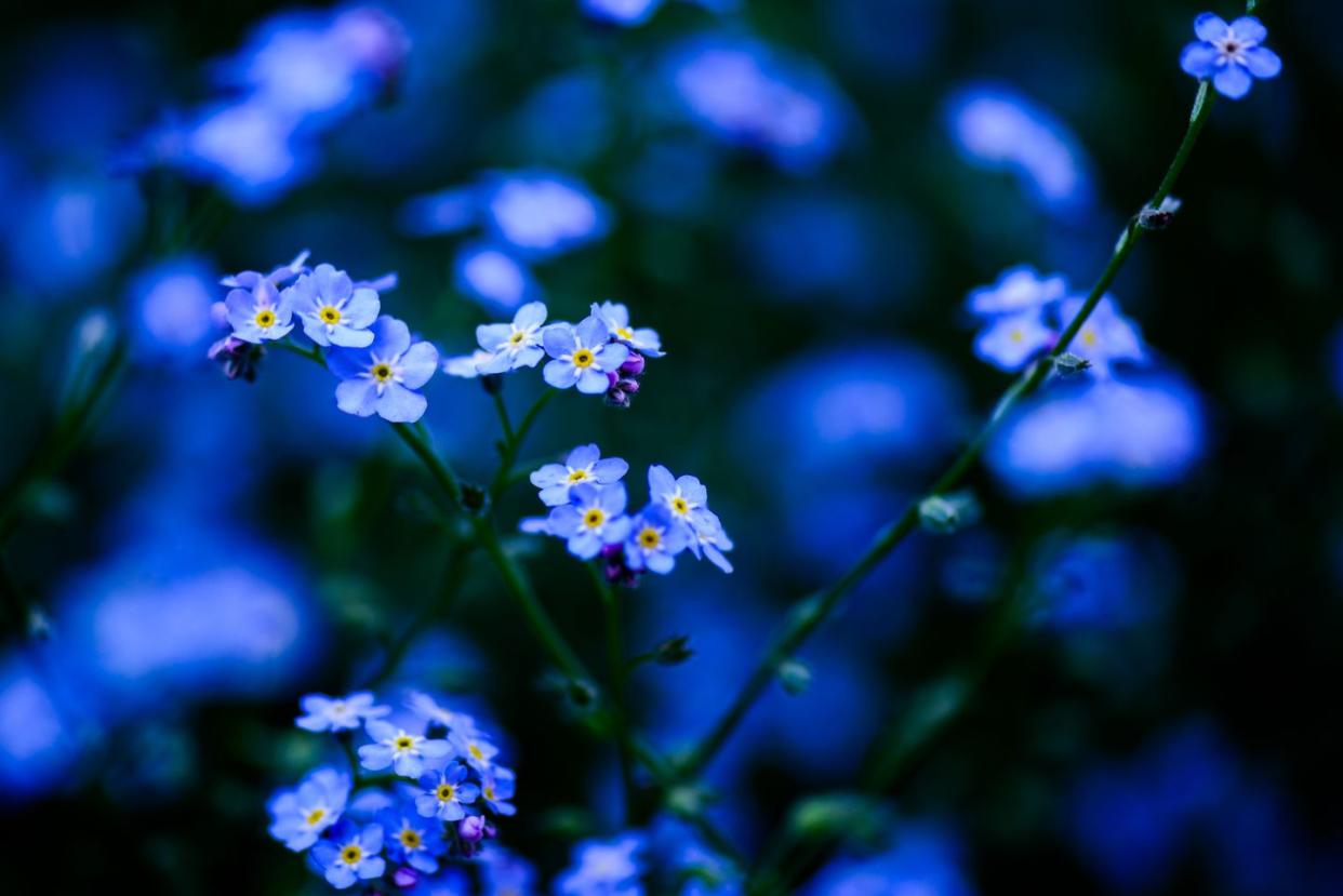 blue forget me not