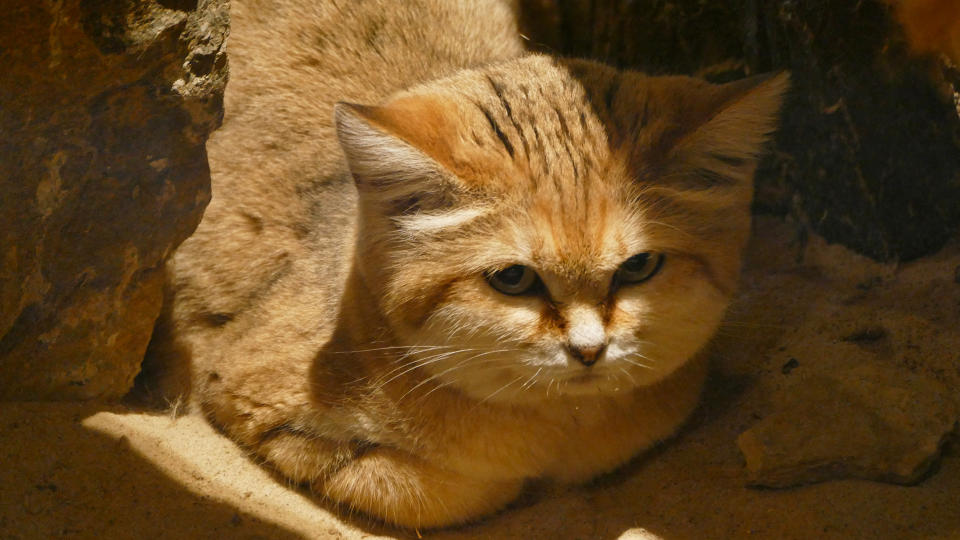 A sand cat (Felis margarita).