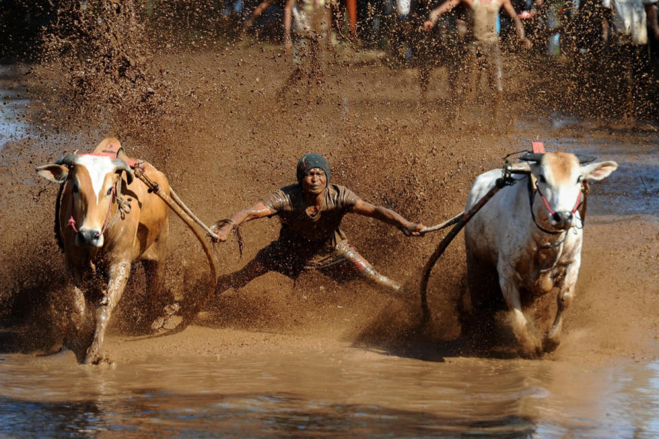 <p>Pacu Jawi Festival in Indonesia</p><p>A jockey spurs the cows during Pacu Jawi at Tabek village, Pariangan district in Tanah Datar, Indonesia, Aug. 14, 2016. Pacu Jawi (traditional cow racing) is held annually in muddy rice fields to celebrate the end of the harvest season by the Sumatrans people in Tanah Datar regency. (Photo: Robertus Pudyanto/NurPhoto via ZUMA Press)</p>