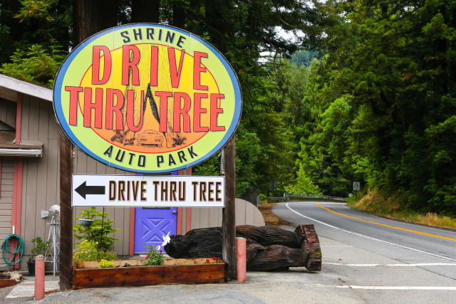 The Social Pulse: Auto bleibt stecken - in einem Baum