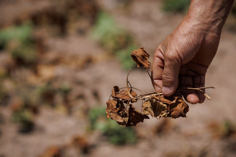 El agricultor local Chen Xiaohua, de 68 años, muestra sus plantas de batata muertas después de que todos sus cultivos perecieran debido a que la región está experimentando una sequía en el pueblo de Fuyuan en Chongqing