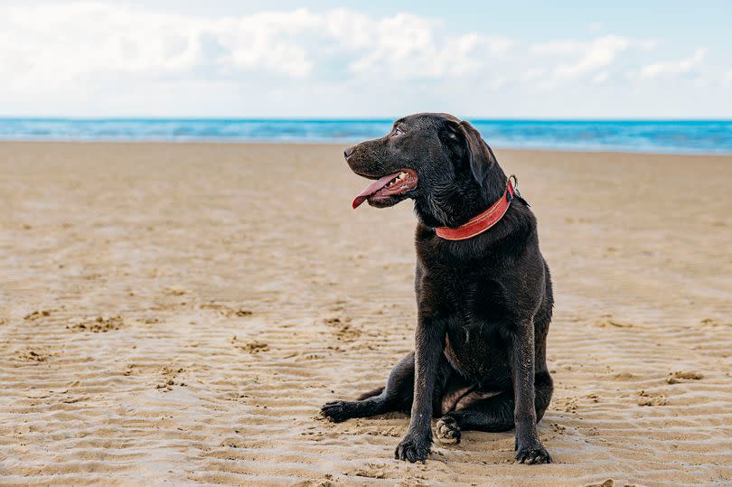 A labrador on a beach