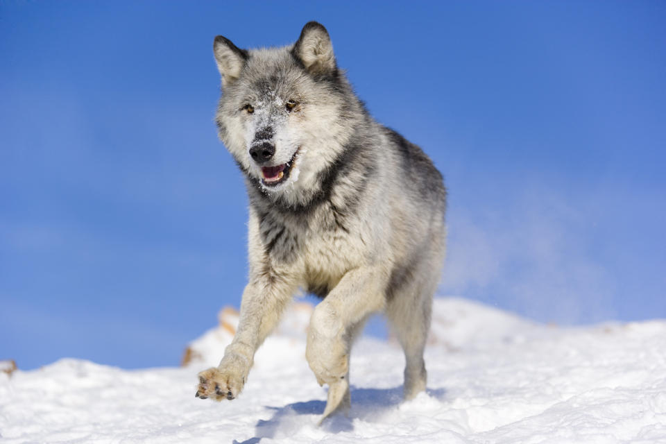 Gray or timber wolf (Canis lupus) is running on a snow covered slope, captive 