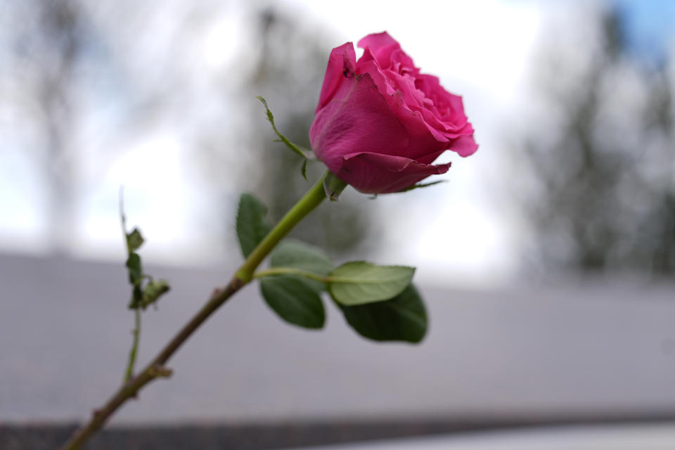 A rose stands at the plaque for Corey DePooter, one of the 12 student victims in the massacre at Columbine High School nearly 25 years ago, at the Columbine Memorial, Wednesday, April 17, 2024, in Littleton, Colo. Trauma still shadows the survivors of the horrific Columbine High School shooting as the attack's 25th anniversary approaches. (AP Photo/David Zalubowski)