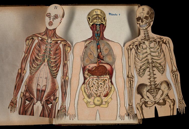 These anatomical cut outs of a man, showing muscles, bones, heart, lungs and intestines.