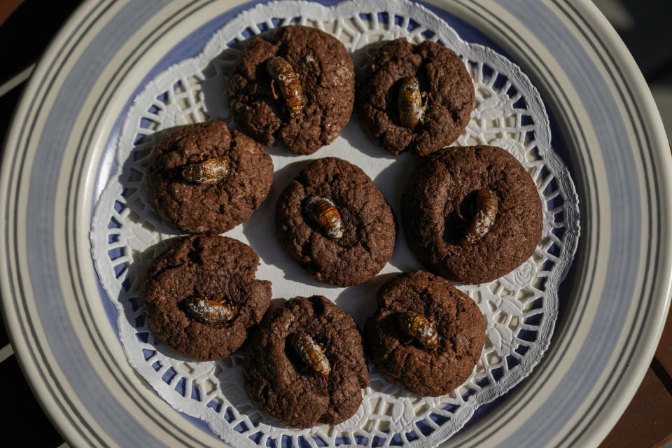 Ninfas de cigarra están colocadas en galletas de chocolate en la casa de los entomólogos de la Universidad de Maryland Michael Raupp y Paula Shrewsbury en Columbia, Maryland, el 17 de mayo del 2021. Cargadas de proteínas, y bajas en carbohidratos y lípidos, las cigarras fueron utilizadas como alimento por los indígenas estadounidenses y siguen siendo comidas en muchos países. (AP Foto/Carolyn Kaster)