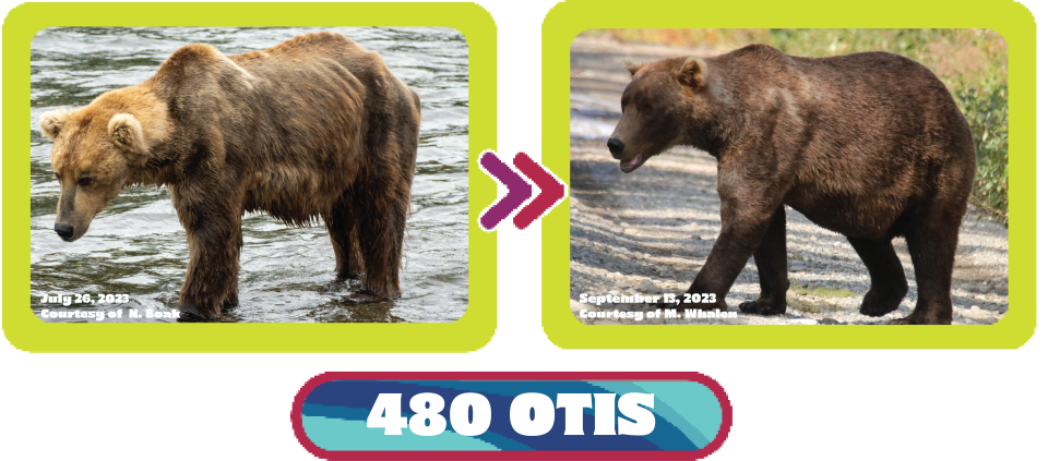 See the transformation of Bear 480 Otis from July to September in 2023. / Credit: N. Boak/National Park Service (left) and M. Whalen/National Park Service (right)