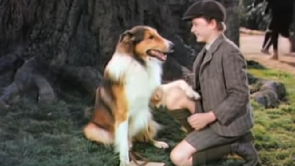 Lassie in Lassie Come Home.