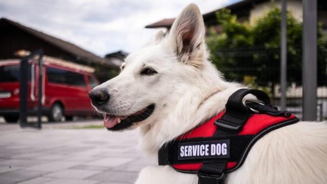 are companion dogs considered service dogs