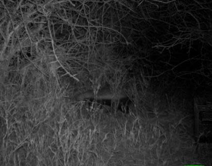 Honey badger (Mellivora capensis)