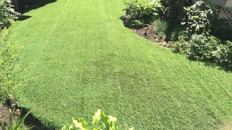 Artificial turf lawn growing more popular, Edmonton landscaper says