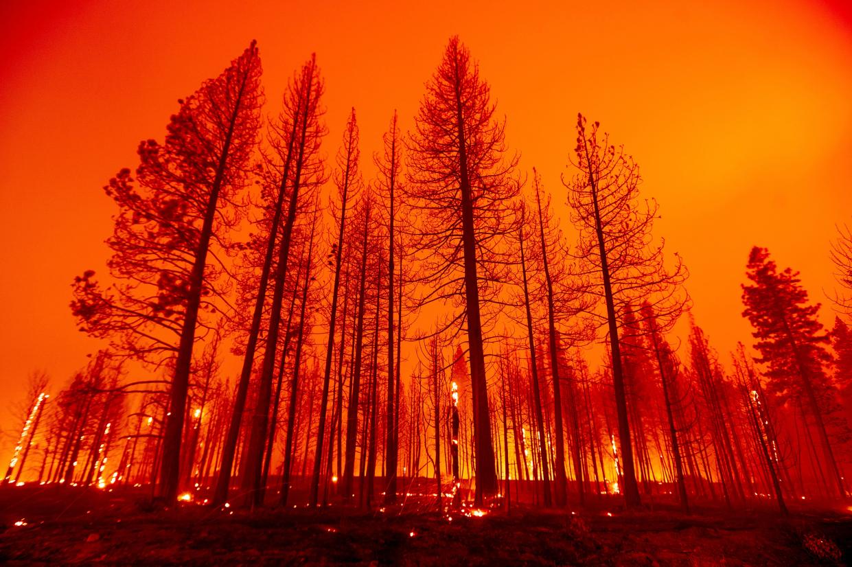 Trees burn after firefighters conducted a firing operation to slow the spread of the Dixie Fire in Plumas County, Calif, on Tuesday, Aug. 3, 2021.