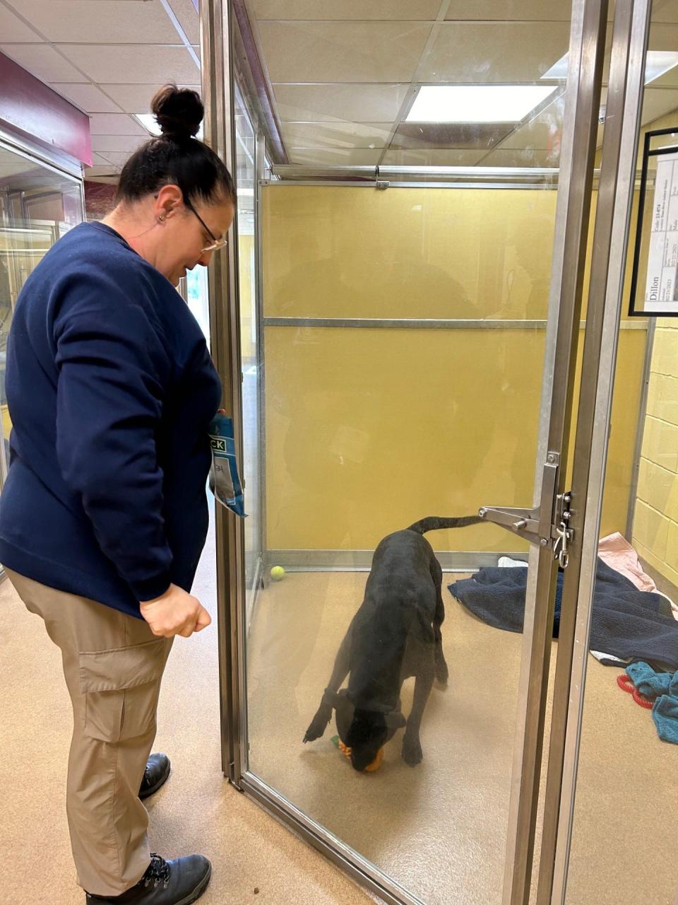 Toms River Animal Control Officer Patty Claus feeds a treat to Dillon, an adoptable dog at Toms River Animal Shelter.