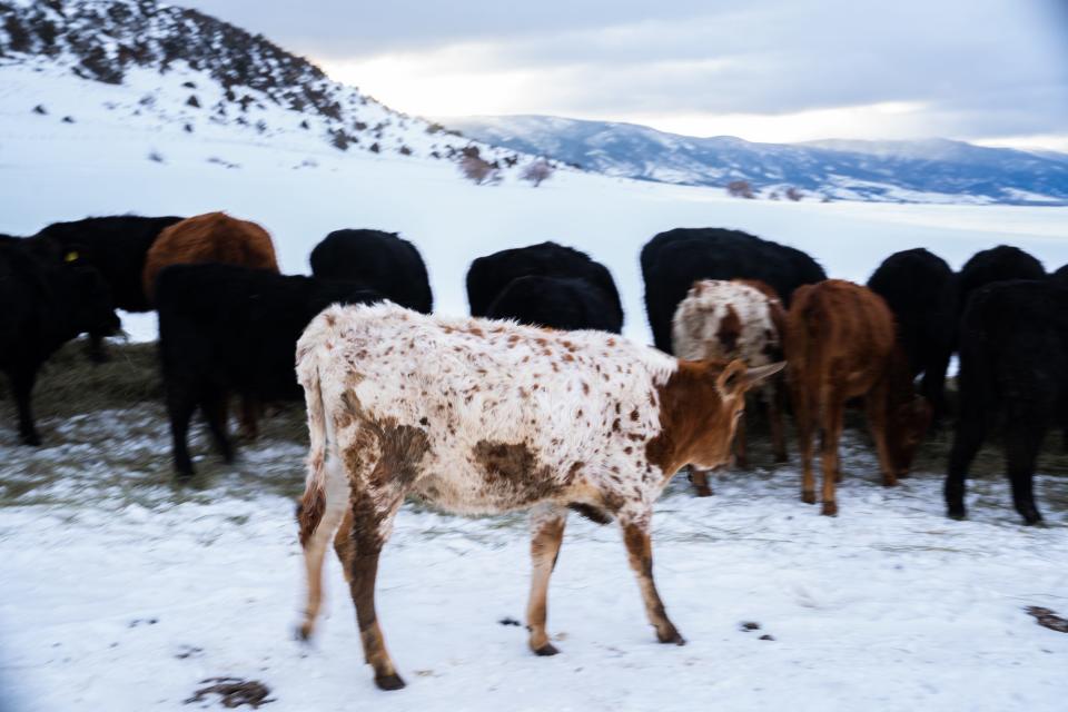 Cattle at Don Gittleson's ranch north of Walden on March 13, 2023.