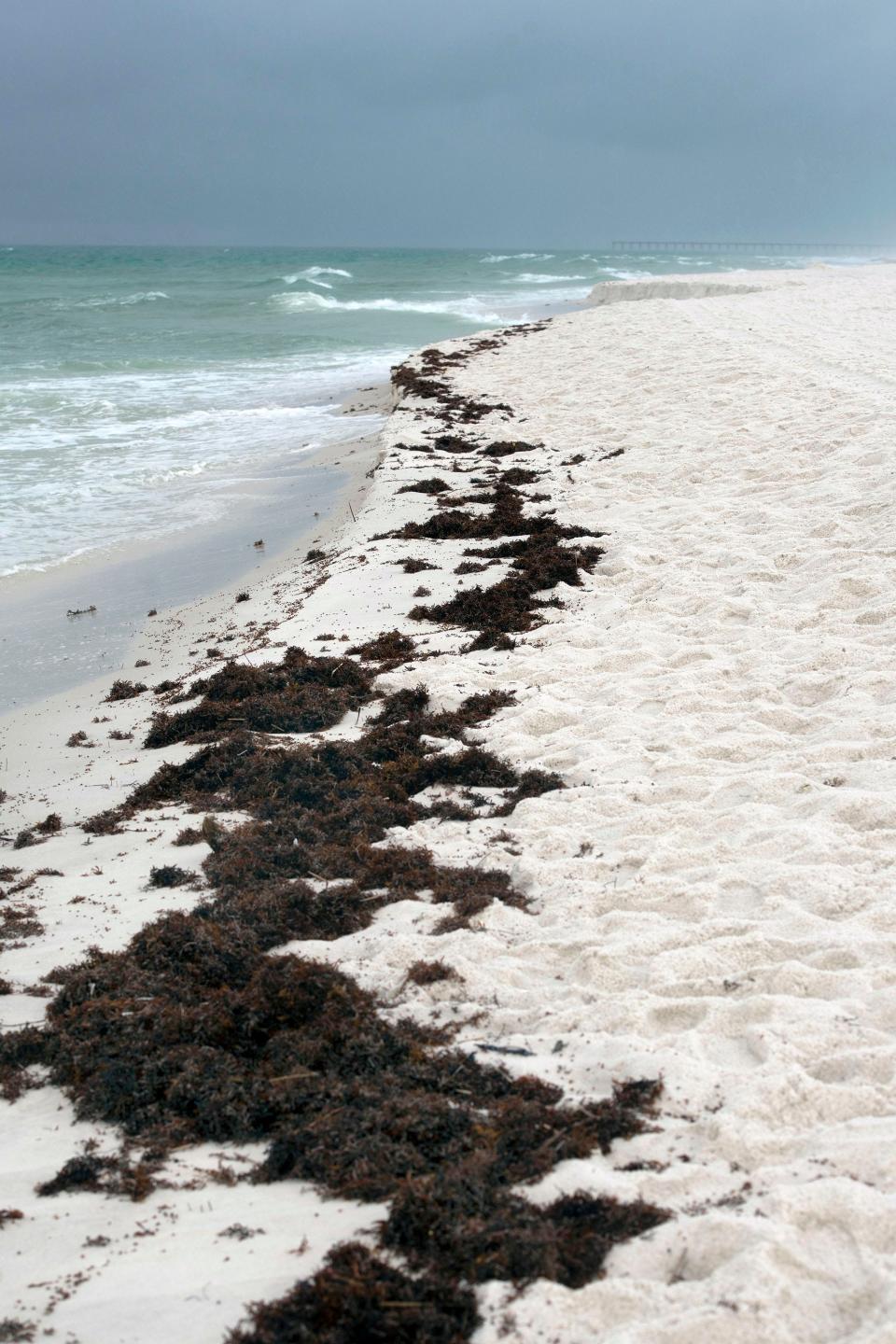 Bits of Sargassum seaweed are washing ashore around Avenida 16-18 on Tuesday, May 23, 2023. 