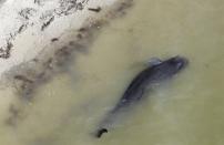 A dead pilot whale lies near the beach in a remote area of Florida's Everglades National Park, Wednesday, Dec. 4, 2013. Federal officials say 10 of the dozens of whales stranded in Florida's Everglades National Park are now dead. (AP Photo/Lynne Sladky)