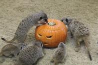 <p>Für diese Meerkätzchen im Tiergarten Schönbrunn gab es ebenfalls einen Halloween-Kürbis. (Bild: AP Photo) </p>