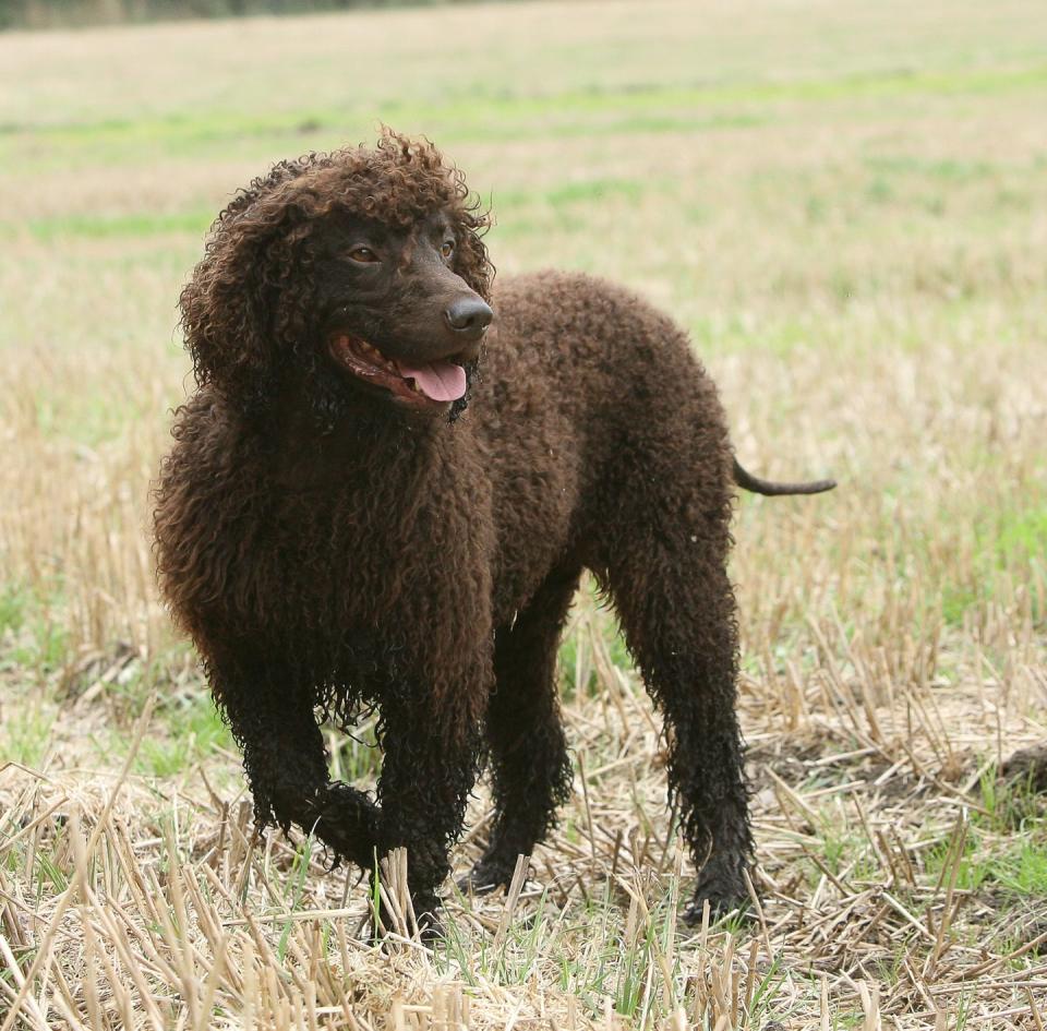 Irish Water Spaniel