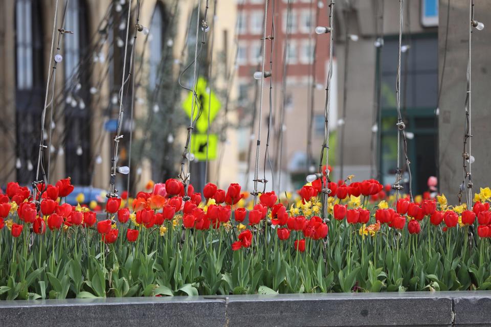  Tulips fill the bottom of Liberty Pole in Rochester, Saturday, May 16, 2020.  