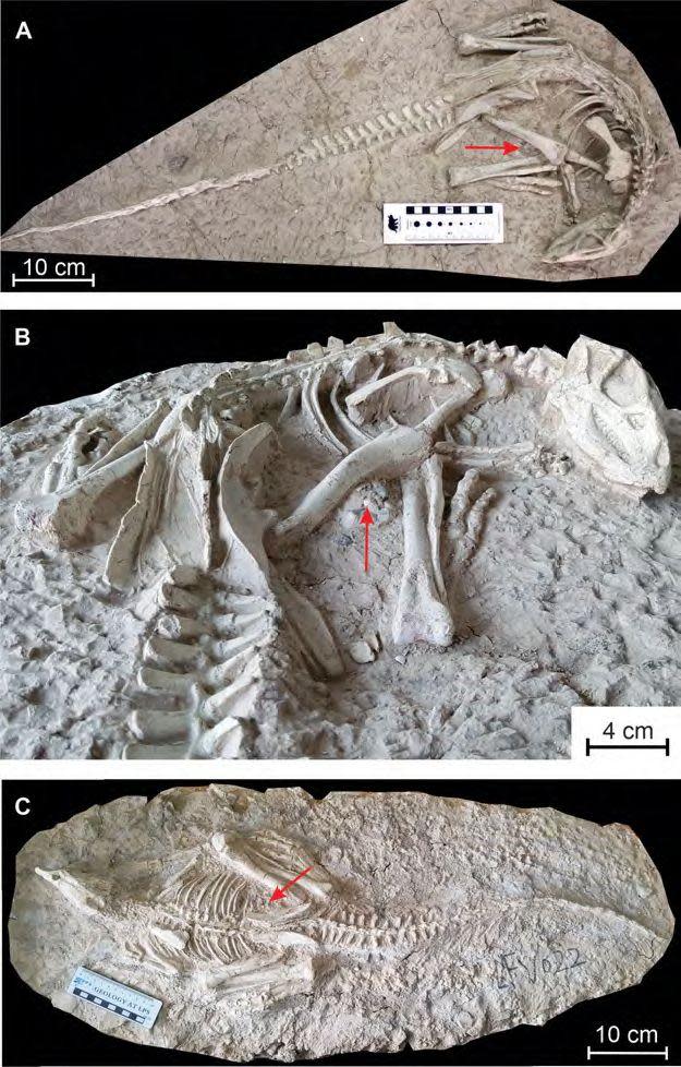 Scientists believe the dinosaur was killed in a Pompeii-like eruption.Royal Belgian Institute of Natural Sciences