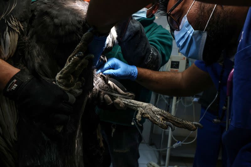 Cóndor andino en rehabilitación en Chile evidencia desafíos geográficos para su conservación