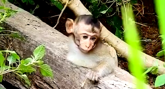 Monkey cruelty on the rise as social media continues providing a platform  for abusers