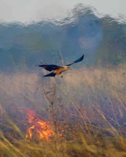 老鷹也會縱火。(Raptors in Northern Australia. Journal of Ethnobiology)