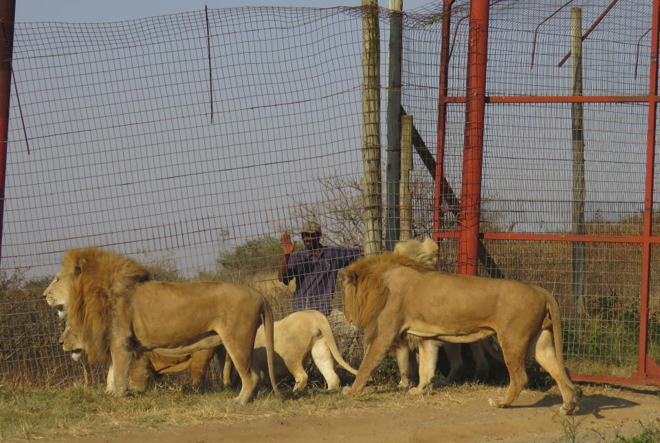 In this photo supplied by Blood Lions a pride of lions are held at a tourism and breeding facility in South Africa July 17, 2019. South Africa said Thursday May 6, 2021, it will end its captive lion industry in a major move for conservation that will outlaw the heavily criticised "canned hunting" of the big cats and sale of their bones. (Pippa Henkinson - Blood Lions via AP)