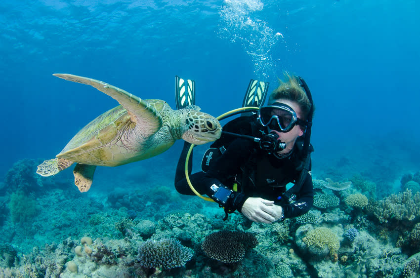 A diver is pictured with a turtle in the Great Barrier Reef.