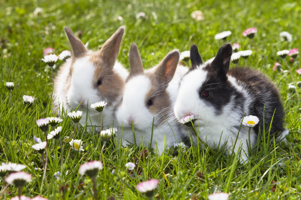 'Rabbits on a meadow, Oryctolagus cuniculus, Bavaria, Germany, Europe'