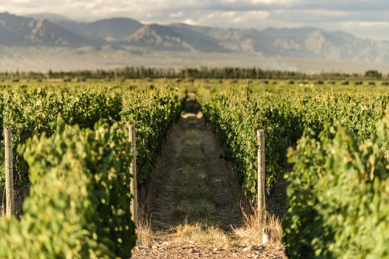 El Malbec que proviene del cuartel 44 de la Finca Las Torcazas, en Alto Agrelo, Expresa aromas a frutas rojas en conjunto con notas florales como la violeta. 