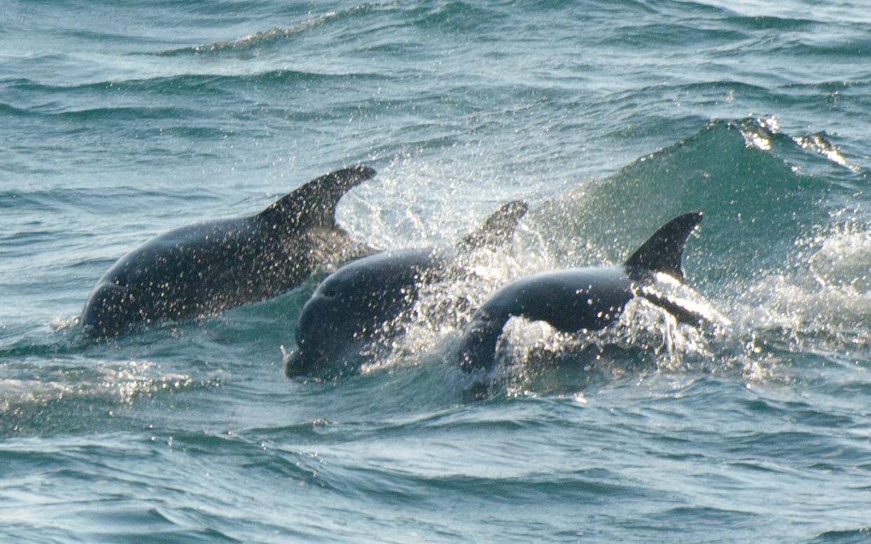 A pod of 28 dolphins is entirely English and do not move from the Cornish coast, say researchers  - All images (c)2012 Daniel Murphy