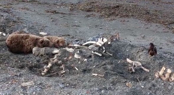 Bear scares off eagle in fight over whale carcass