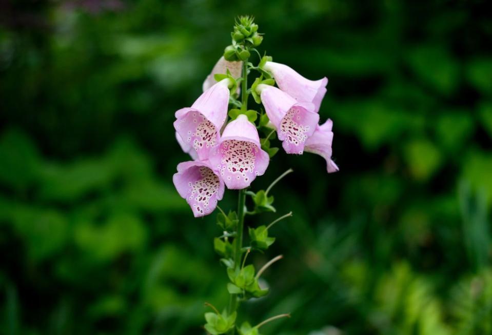 9) Foxgloves (Digitalis)