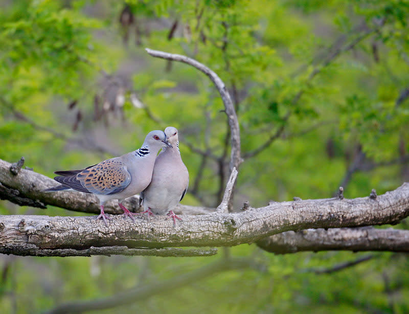 © Wild Wonders of Europe/Markus Varesvuo/WWF