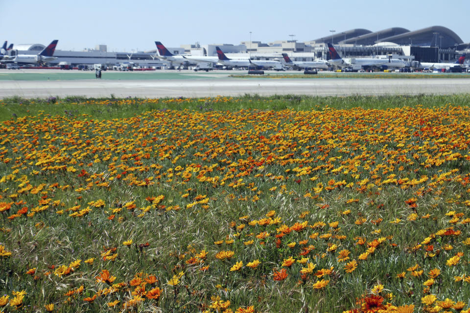 This Monday, March 18, 2019 photo provided by Los Angeles World Airports shows flowers in bloom between runways on the north side of Los Angeles International Airport, treating visitors to a rare visual spectacle. Heavy winter rains spawned the super bloom of flowers at the airport and elsewhere around California. The largest concentration of blooming flowers at the airport is on its north side between two runways that stretch for 10,880 feet (3,316 meters). (Los Angeles World Airports via AP)