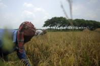 Bangladeshi farmers harvest rice in a field on the outskirts of Dhaka in May 2012. According to a study issued by the World Bank, rising sea levels could inundate coastal areas with the most vulnerable cities found in Bangladesh, India, Indonesia, Madagascar, Mexico, Mozambique, the Philippines, Venezuela and Vietnam