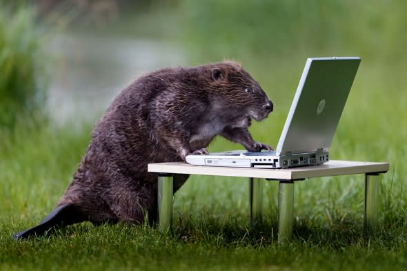 Beaver on a laptop