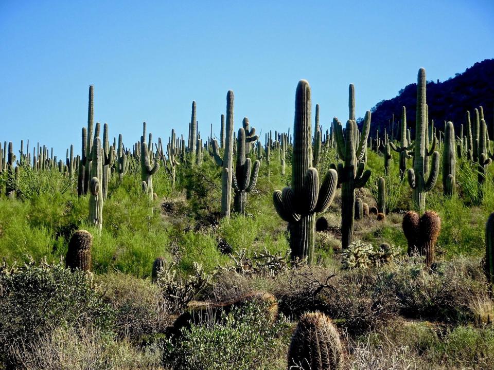 Usery Mountain Regional Park in Mesa contains some of the densest saguaro groves in the Valley of the Sun.