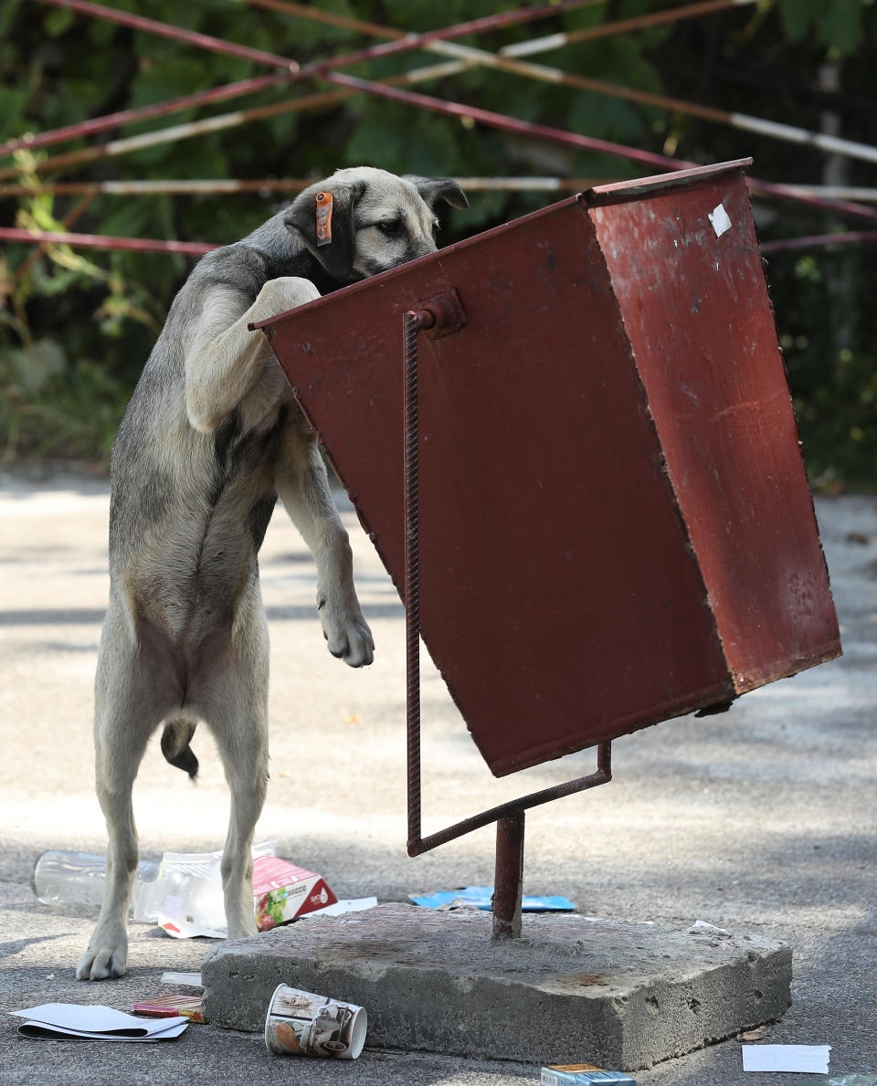 <p>A tagged stray dog sniffs for food in a trash can outside the workers cafeteria inside the exclusion zone at the Chernobyl nuclear power plant on Aug. 18, 2017, near Chernobyl, Ukraine. (Photo: Sean Gallup/Getty Images) </p>